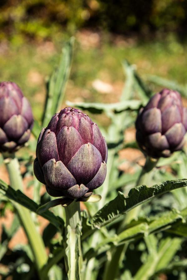 Agriturismo Panacea Santa Cesarea Terme Eksteriør billede